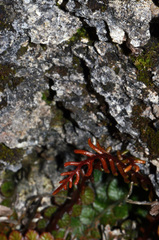 Blechnum membranaceum