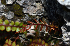 Blechnum membranaceum