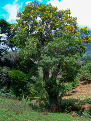 Pterocarpus rotundifolius image