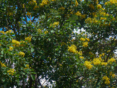 Pterocarpus rotundifolius image