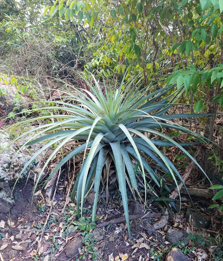 giant airplant from Central, St John 00830, USVI on December 3, 2021 at ...