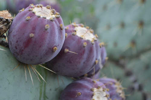 nopal tapón