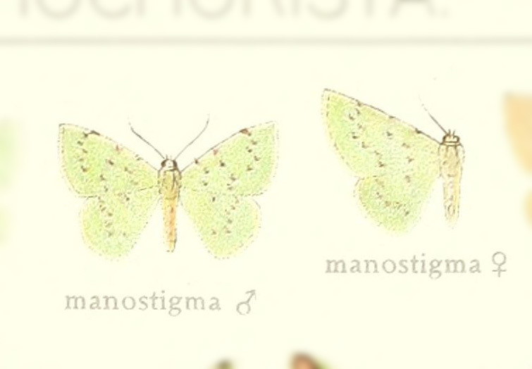 Lissochlora manostigma