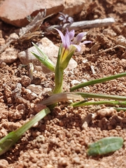 Romulea fischeri image