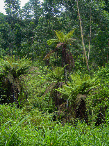 Cyatheaceae image