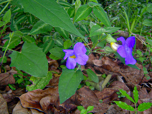 Thunbergia petersiana image