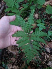 Phegopteris