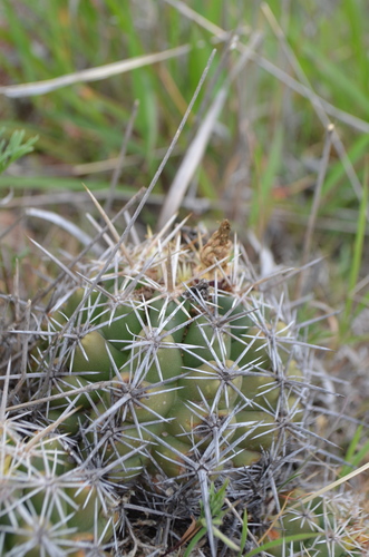 Thelocactus leucacanthus