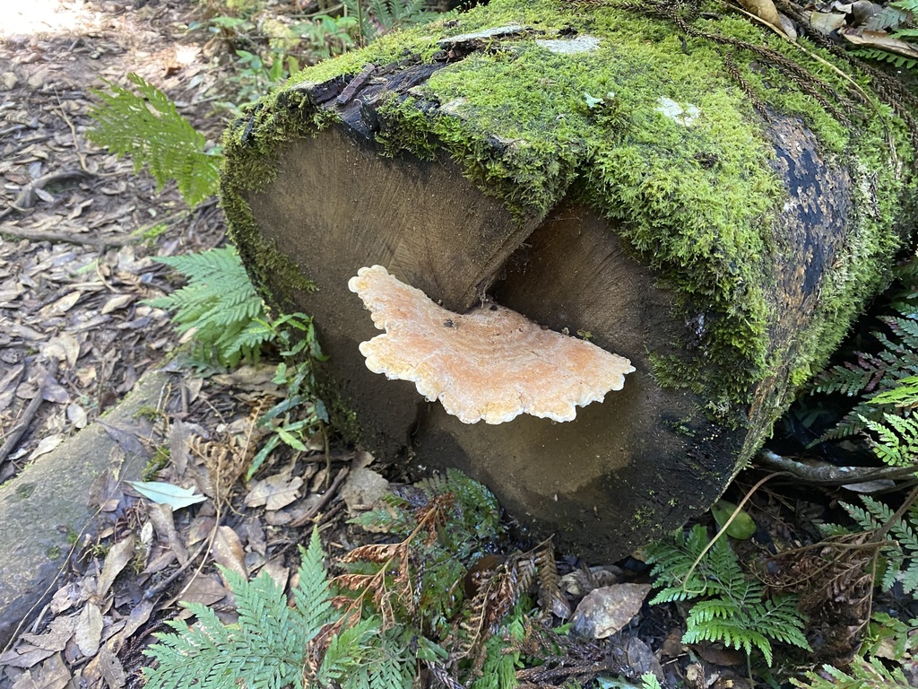 Laetiporus versisporus from Main Range National Park, East Haldon, QLD ...