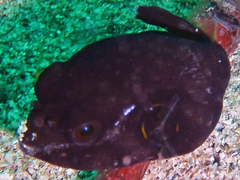 Arothron hispidus