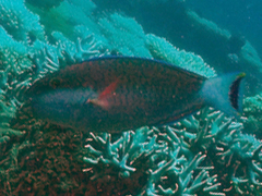 Chlorurus atrilunula