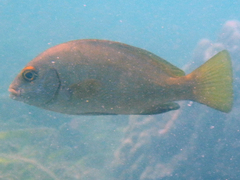 Plectorhinchus schotaf