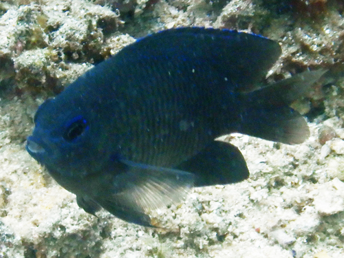 Pomacentrus trilineatus