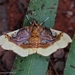 Crambid Snout Moths - Photo (c) Zigmar Riedtmann, some rights reserved (CC BY-NC), uploaded by Zigmar Riedtmann