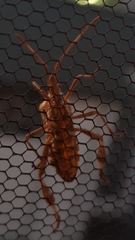 Leptoglossus occidentalis