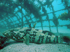 Epinephelus coioides