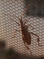 Leptoglossus occidentalis