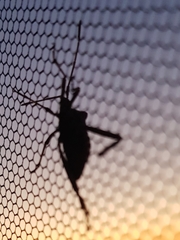 Leptoglossus occidentalis