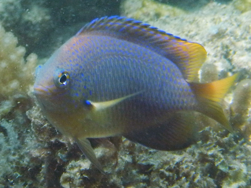 Baensch's damsel (Pomacentrus baenschi) — Pomacentridae — 5