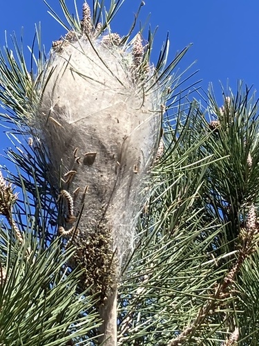 Processionaria del pino