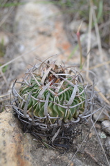 Echinofossulocactus pentacanthus