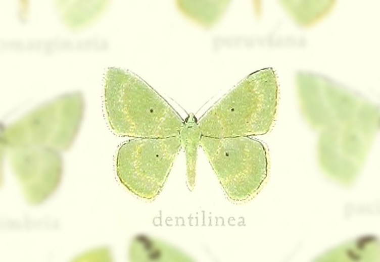 Nemoria dentilinea