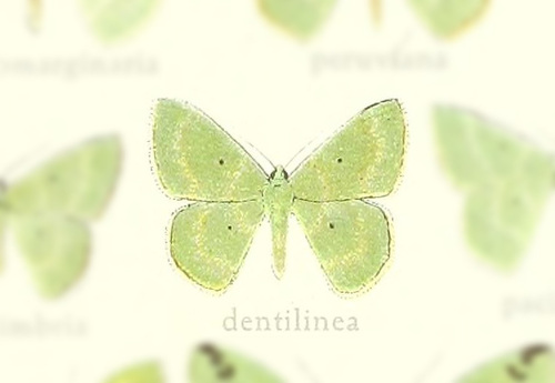 Nemoria dentilinea