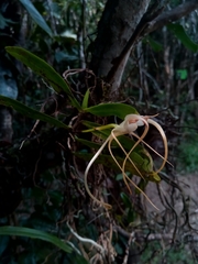 Angraecum conchoglossum image