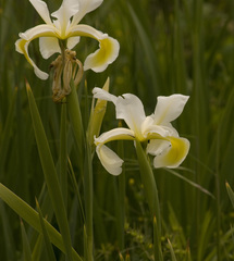Iris orientalis