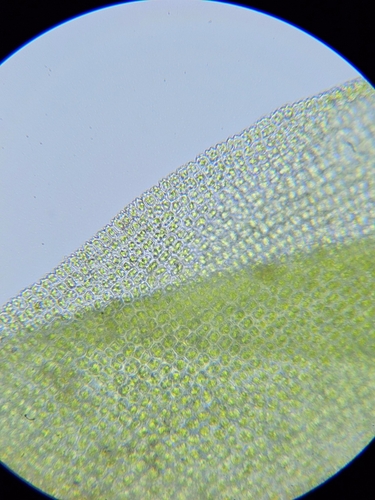 Image of Trichostomum brachydontium by (c) Helen Waterman, some rights reserved (CC BY)