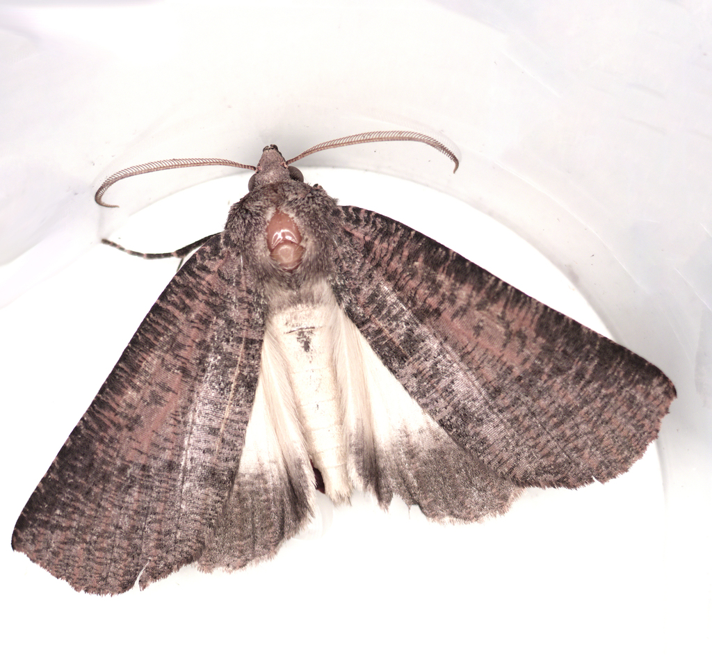 Fisera eribola from Gordon VIC 3345, Australia on March 15, 2023 at 07