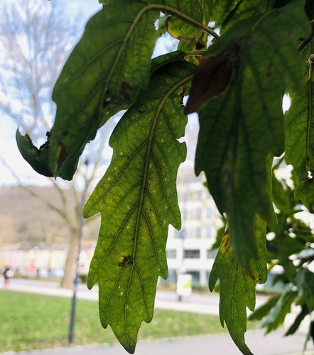 Quercus x turneri — leaf