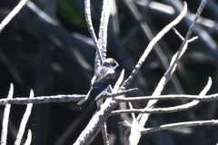 Tachycineta albilinea image