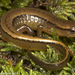 Salamandra de Espalda Marrón - Photo (c) 2011 Todd Pierson, algunos derechos reservados (CC BY-NC)