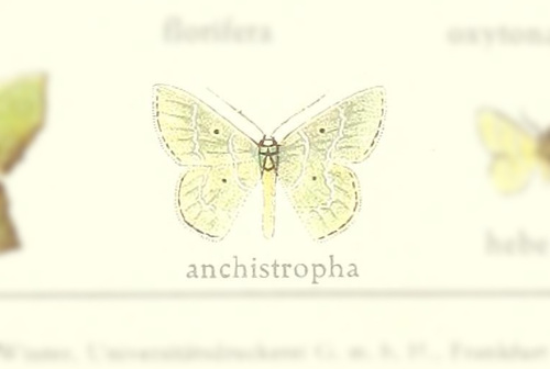 Nemoria anchistropha