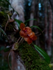 Bulbophyllum analamazoatrae image