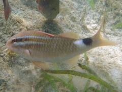 Parupeneus rubescens