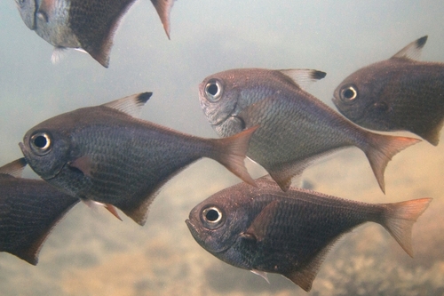 Pempheris rhomboidea