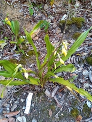 Gastrorchis lutea