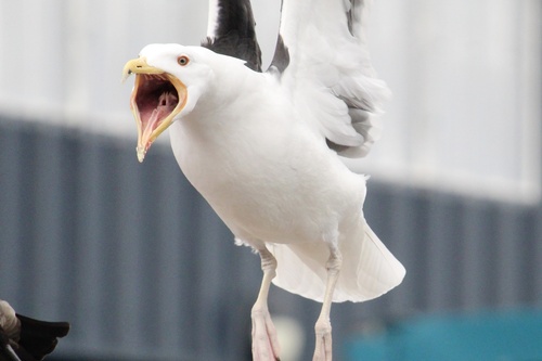 Great Black-backed Gull｜大黑背鸥 参考照片