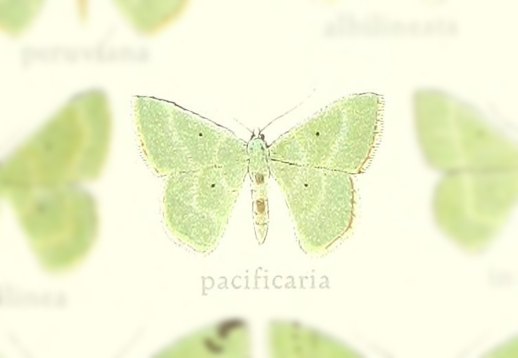 Nemoria pacificaria