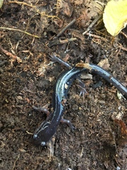 Plethodon cheoah