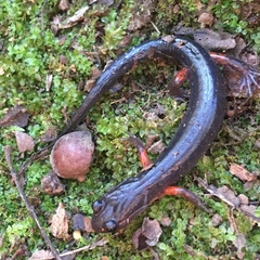 Plethodon cheoah