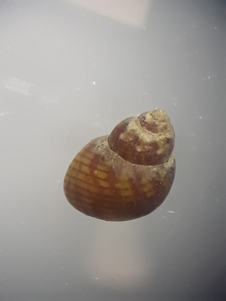 Eulithidium perforatum