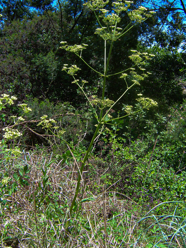 Afroligusticum claessensii image