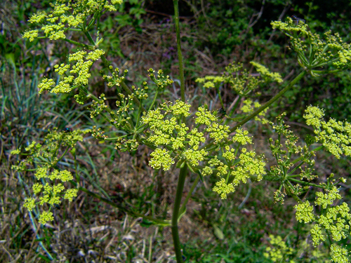 Afroligusticum claessensii image