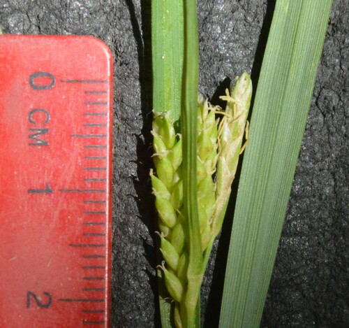 Image of Carex flaccosperma by (c) Dan Johnson, some rights reserved (CC BY)