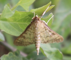 Diacme mopsalis