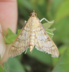 Diacme mopsalis