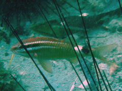 Parupeneus rubescens